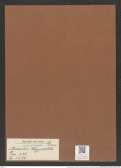 Anaulus weyprechtii Grun. (de-Toni-Nr.: Genus 127, Species 3559) Zeichnungen Sammlung Grunow Mappe 03725 (Herbarium_W_Grunow_drawings_Folder_03725)